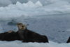 Sea_Otters_Columbia_Glacier_AK.JPG