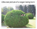 vegan.png