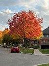 Fiery maple_20-10-24.jpg