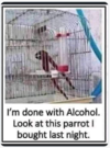 parrot.png