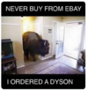 bison.png