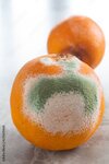 Moldy orange fruits on a table_ Rotten foods.jpg