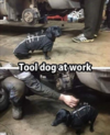 tooldog.png