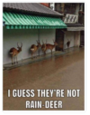 rain deer.png