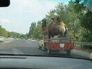 camel-in-truck.jpg